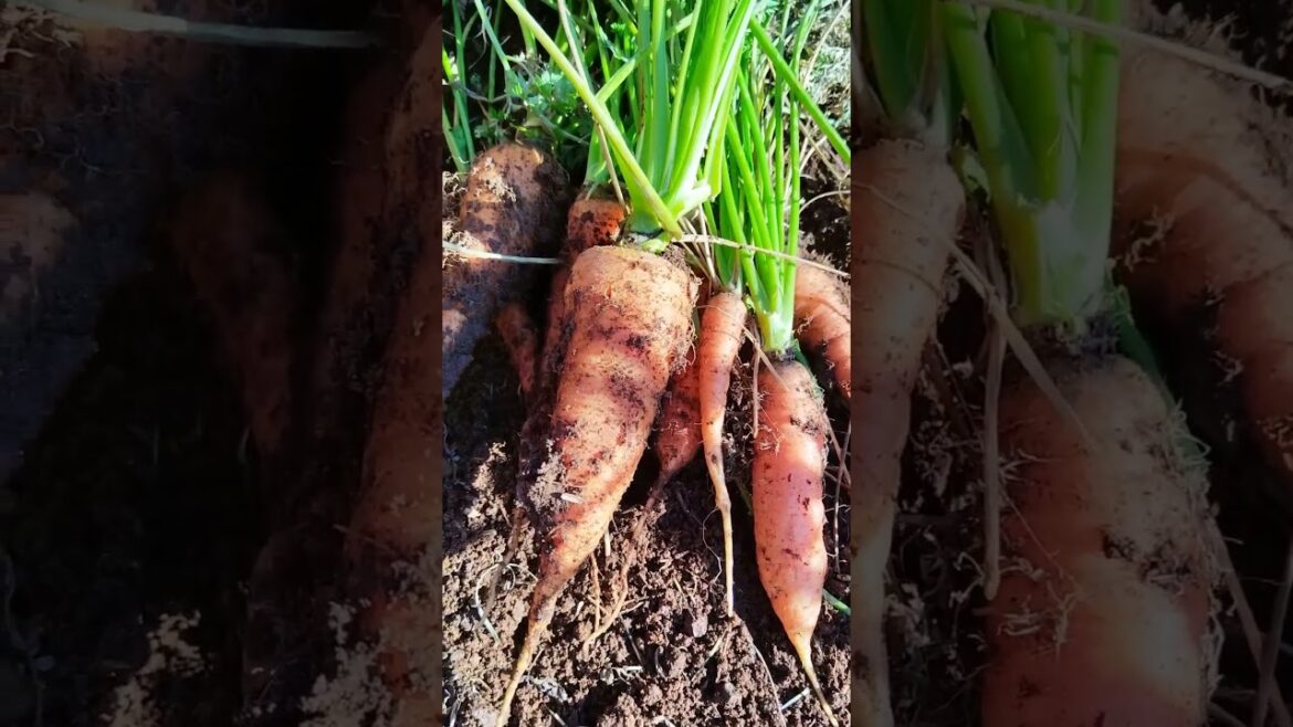carrots #organic #gardening #shorts #viral #100k #vegetablegardening #veggiedance