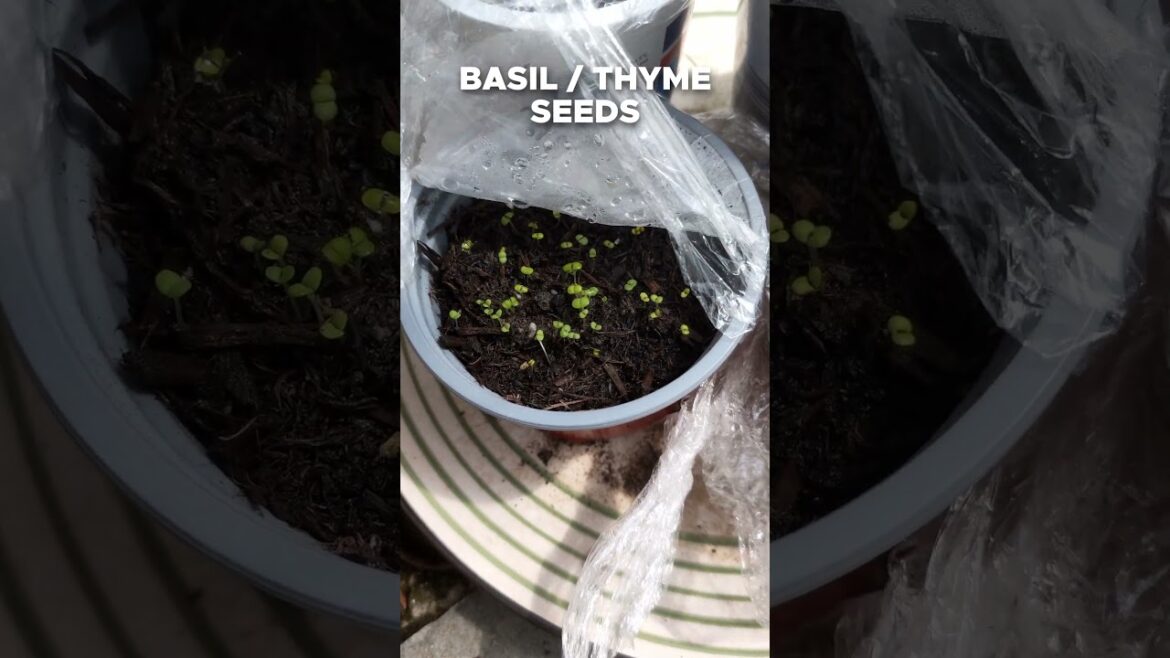 🥬🍅 Container Garden - Week 2 🫑🌶️ #growveg #veggiegarden #growyourownfood