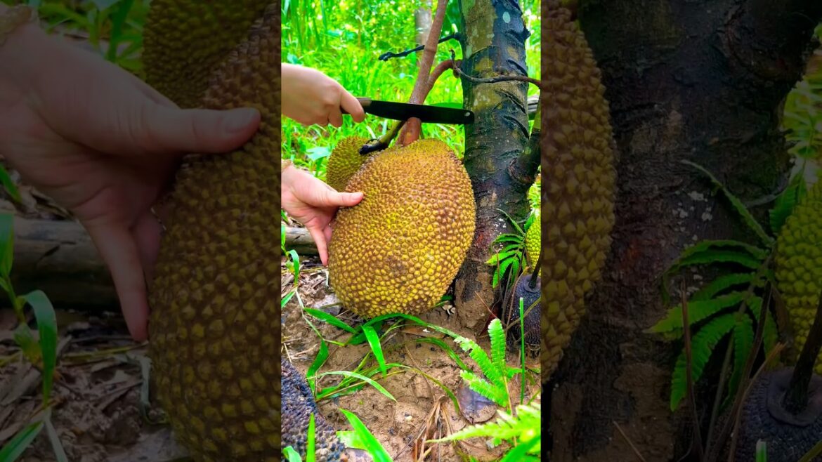 Short time cutting fruits πππ
in the garden #picking#fruit #shorts #302 Short time cutting fruits πππ
in the garden #picking#fruit #shorts #302