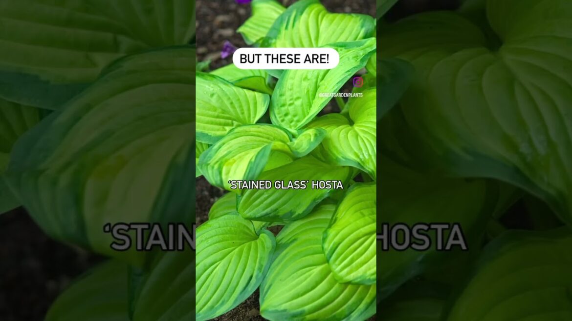 Can you tell the difference? #perennial #garden #gardenplants #summergarden #gardendesign #plants