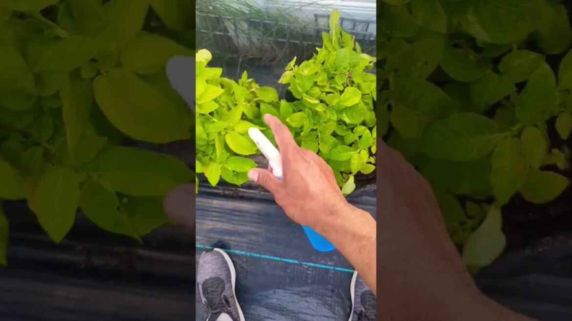 Two ways for using cayenne pepper in your garden ! Keep out Bugs , Pests & Animals Out ! #garden Two ways for using cayenne pepper in your garden ! Keep out Bugs , Pests & Animals Out ! #garden