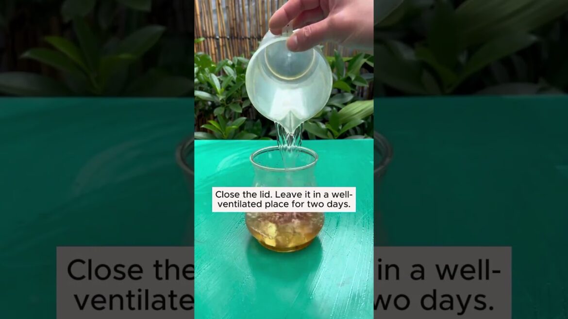 Subscribe for more such Gardening Tips & Ideas ππ #garden #gardening #gardeningideas #gardeningtips Subscribe for more such Gardening Tips & Ideas ππ #garden #gardening #gardeningideas #gardeningtips