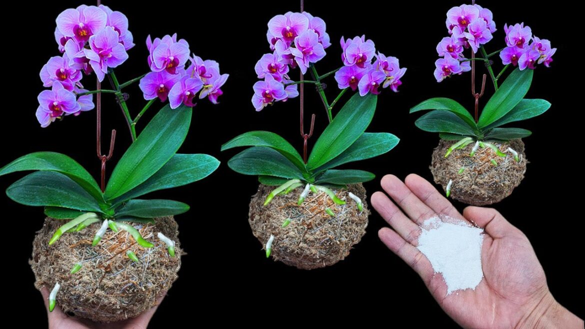Do this now! Fading orchids will Rebloom all year round