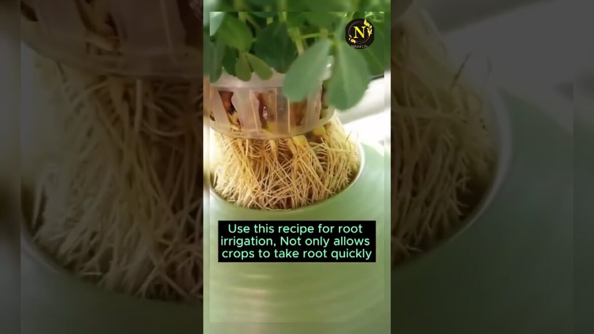 rooting stimulant for plants #gardening #garden #gardeningtips #gardenlife #youtubeshorts #shorts rooting stimulant for plants #gardening #garden #gardeningtips #gardenlife #youtubeshorts #shorts