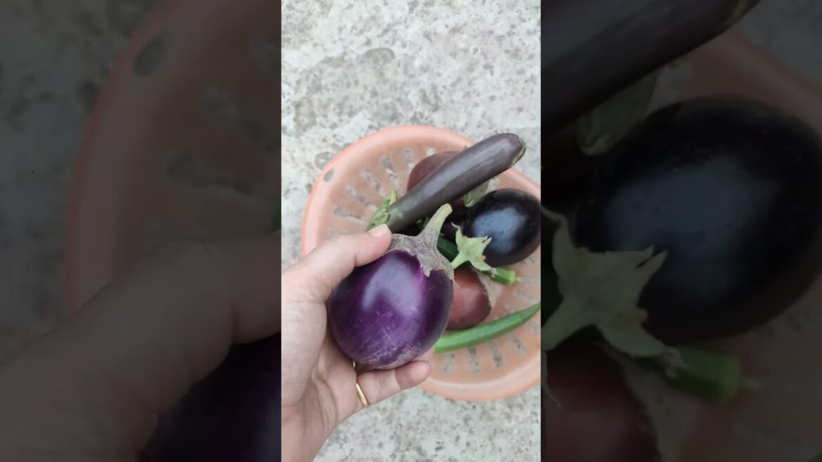 Baigan 😍😍😍😍 #harvesting #gardening #satisfying #dehradun @TheAnotherWorld-2018
