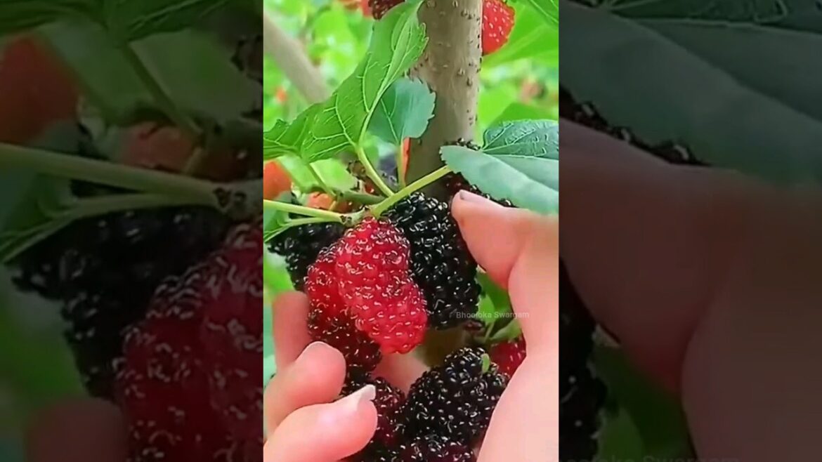 మల్బరీలు Mulberry harvest in terrace garden #harvesting #agriculture #gardening #shortvideo #shorts మల్బరీలు Mulberry harvest in terrace garden #harvesting #agriculture #gardening #shortvideo #shorts