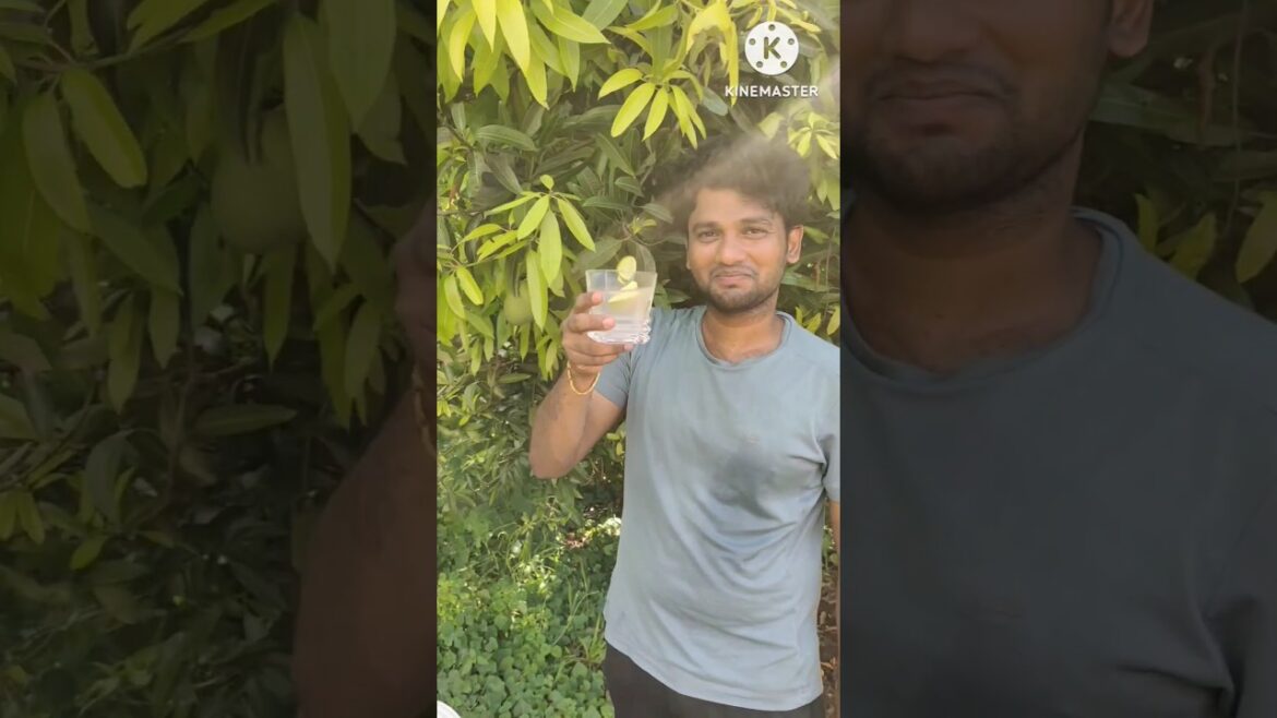 Mango Lemonade in Lemon Farm | #trendingshorts #viralshorts #asmr #summerdrink #beverages #mangoLove Mango Lemonade in Lemon Farm | #trendingshorts #viralshorts #asmr #summerdrink #beverages #mangoLove