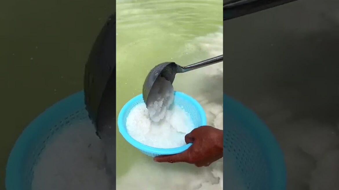 6638 🍃🌹🌰🍑🍉 #claas #dinner #vegetarian #cooking #gardening