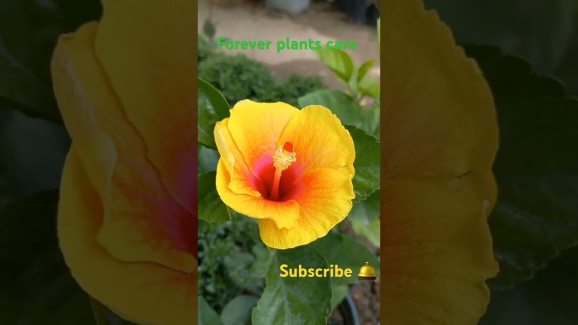 hybrid gudhal flower | flower plant #shorts #short #gardening