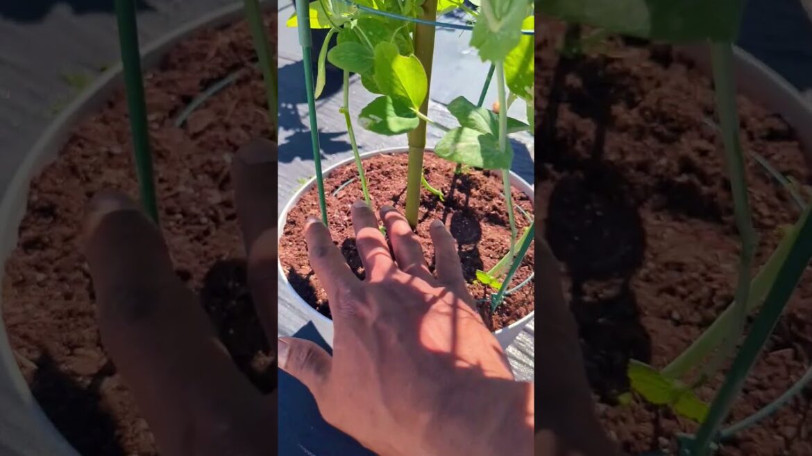 Perfect Way For Growing Sugar Snap Peas 🫛 Small Space #gardening #greentgarden #viral
