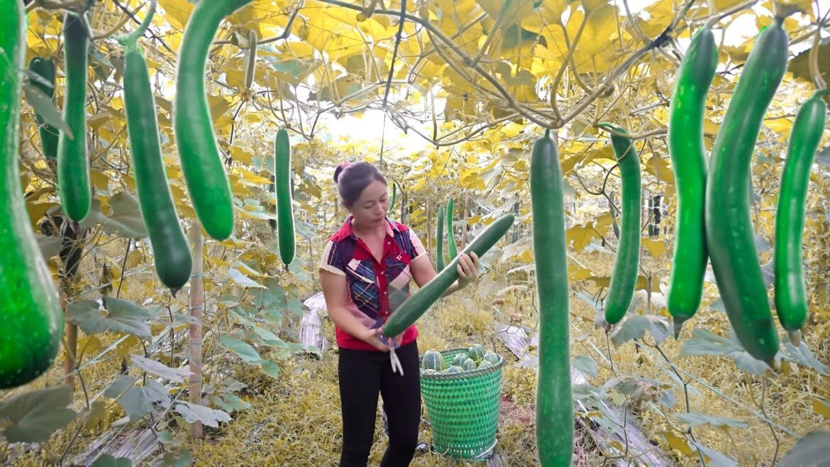 Harvesting Green Squash Go To Countryside Market Sell - Vegetable Gardening | Đào Daily Farm