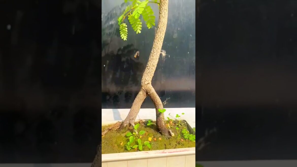 tamarind bonsai | इमली का पेड़ | खट्टा मीठा फल #viral #gardening #nature #shorts #youtubeshorts