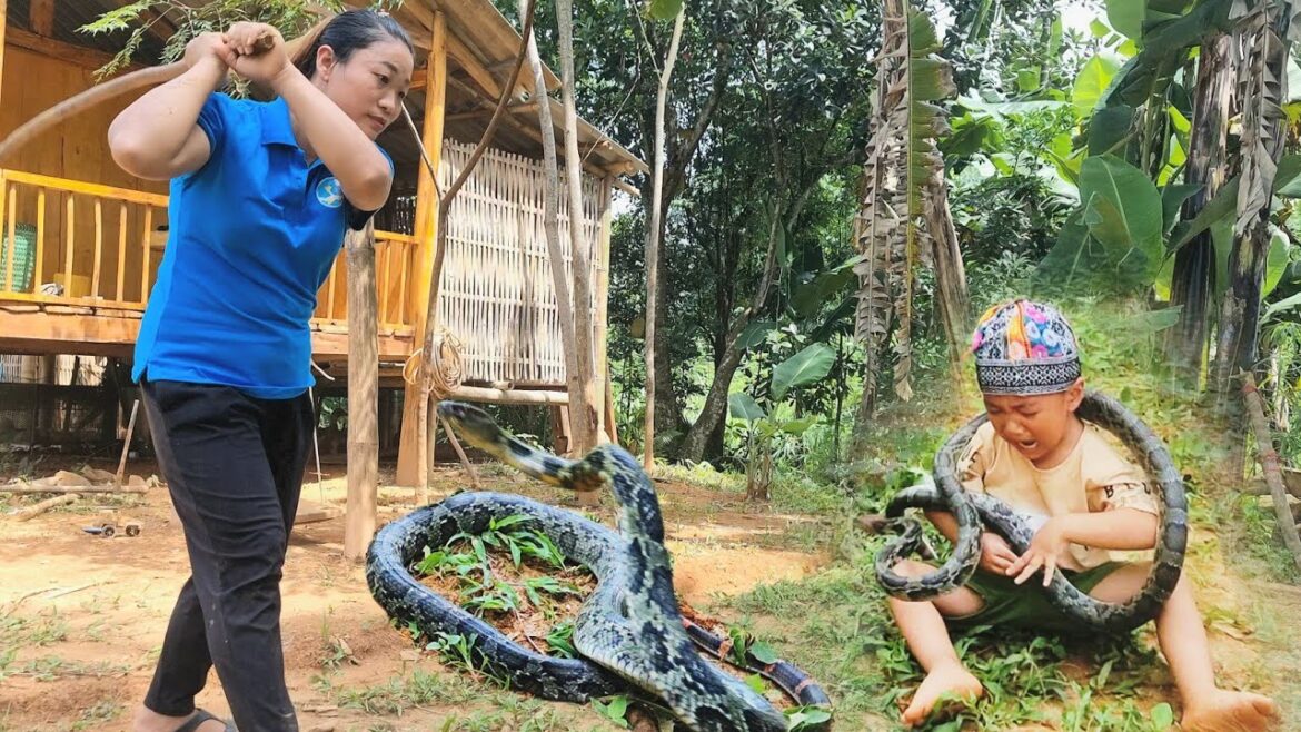 Single mother: Harvesting vegetable gardens for sale, The horror of snakes appearing in the house.