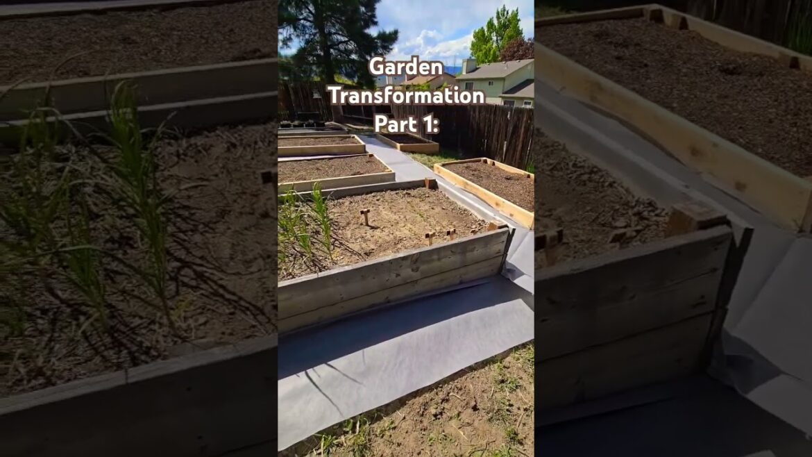 PART ONE #shorts #garden #transformation #project #landscaping #backyard #homestead #homesteading