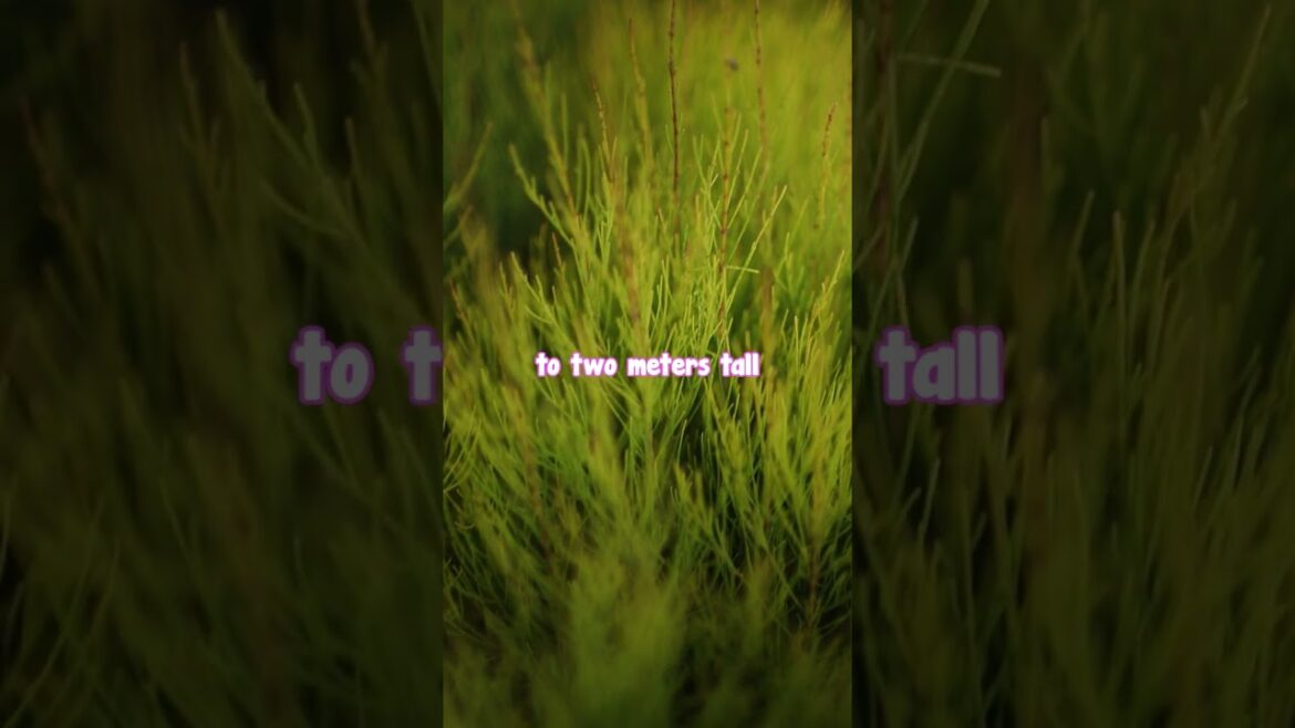 Wind Hardy, Frost Hardy, the Green Wave Shrub Can Take Anything On!