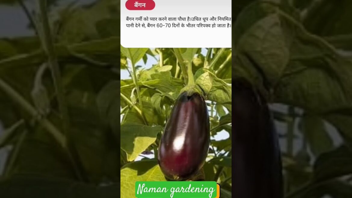 Best vegetable to be grown in summer 🌞ग्रीष्मकालीन पौधे #plants#gardening