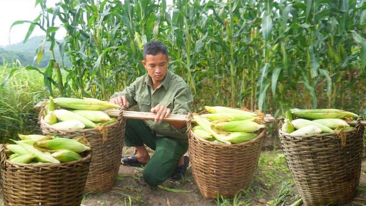 Gardening, harvesting agricultural products like bamboo shoots and corn to sell at the market 184 Gardening, harvesting agricultural products like bamboo shoots and corn to sell at the market 184