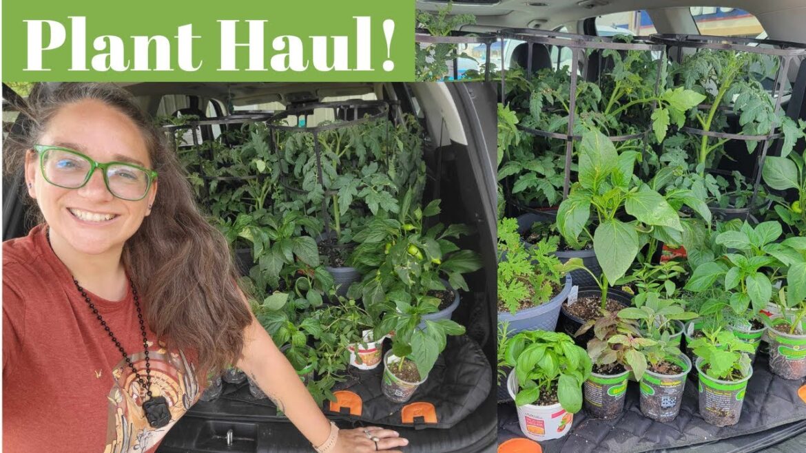 Plant Haul from Lowes | In-ground Garden Plans