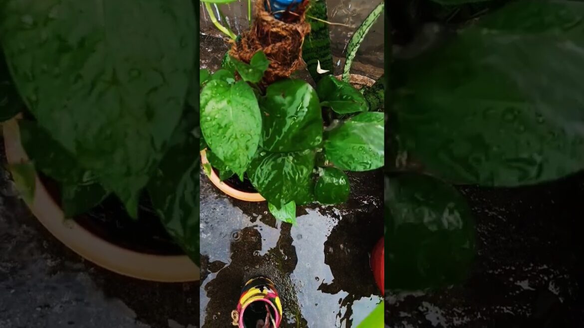 Nature garden house #nature #yt#ytshorts #gardening #terracegarden Nature garden house #nature #yt#ytshorts #gardening #terracegarden