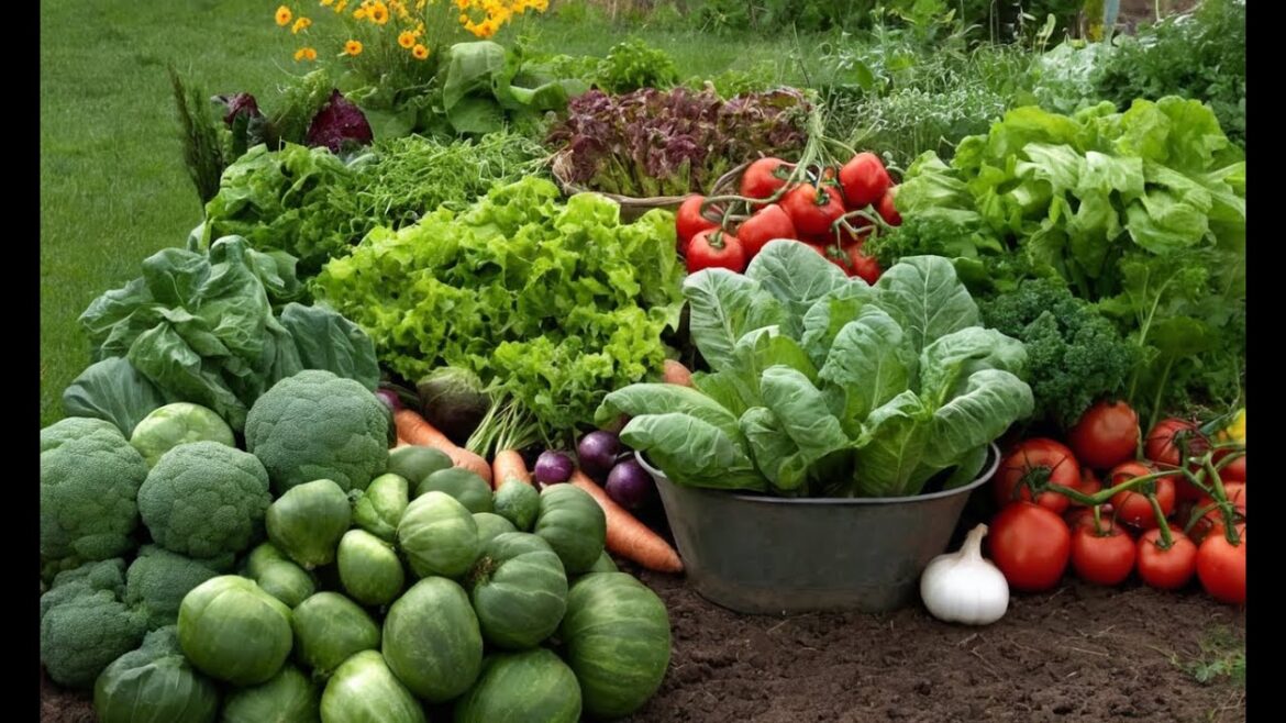 Beginner’s Guide to Organic Vegetable Gardening Beginner's Guide to Organic Vegetable Gardening