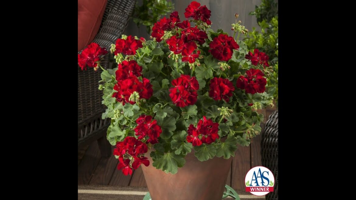 All-America Selections Flowers & Vegetables: AAS Winners: Stunning Red Flowers & Vegetables (Grow These Now!) AAS Winners: Stunning Red Flowers & Vegetables (Grow These Now!)