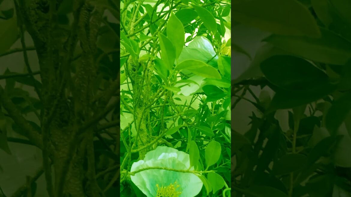 ផ្កាចំរុះស្រស់ស្អាត #nature #flowers #farming #plants #garden #gardening #naturephotography