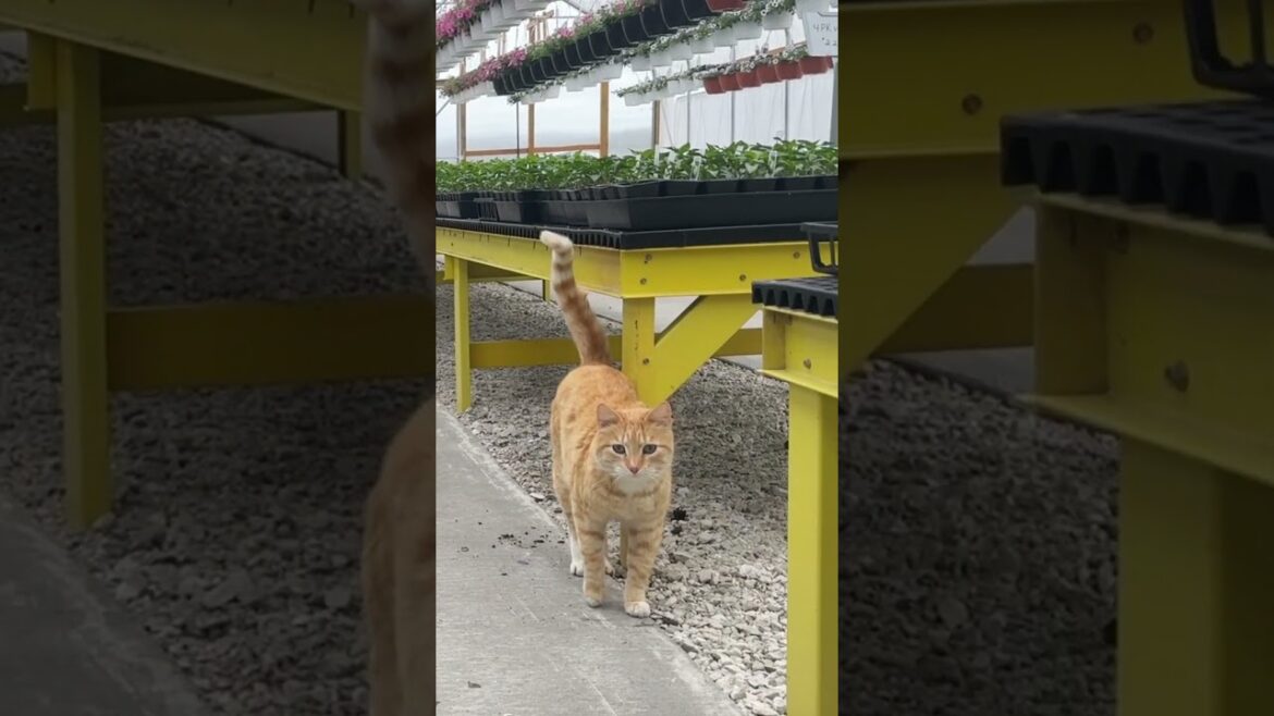 Thrifting and Plant Shopping! 🌸🛍️😍#planthaul #thrifting #gardenideas