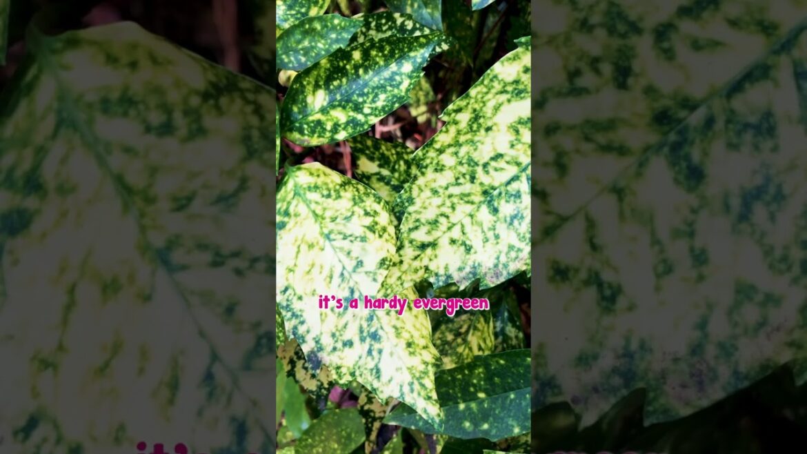 Gold Dust Adds a Beautiful Golden Glint to Any Garden💛