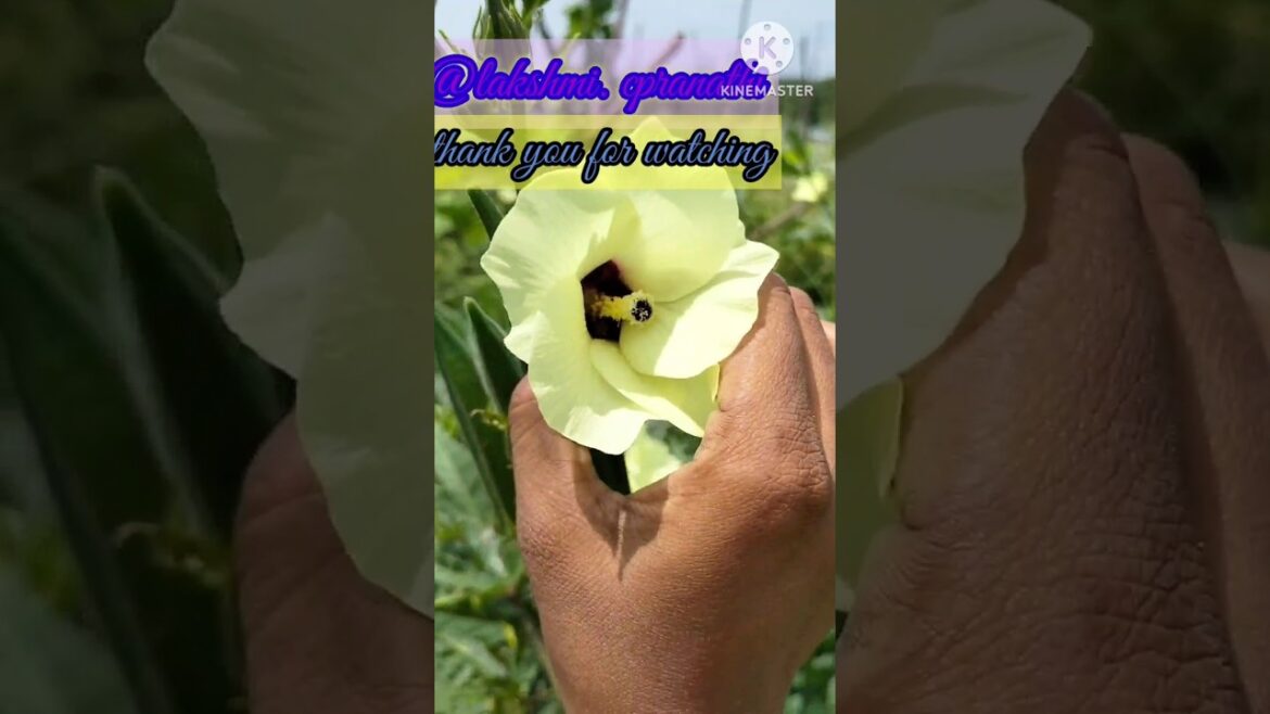 #vegetable gardening#flower#ytshirt#viral video#ela ela song#trending#