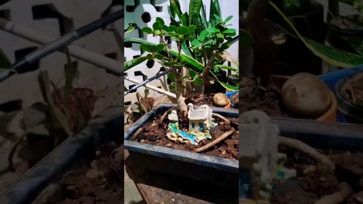 bonsai journey. a natural progression for a gardener. #gardening #plants #garden #plant #bonsai