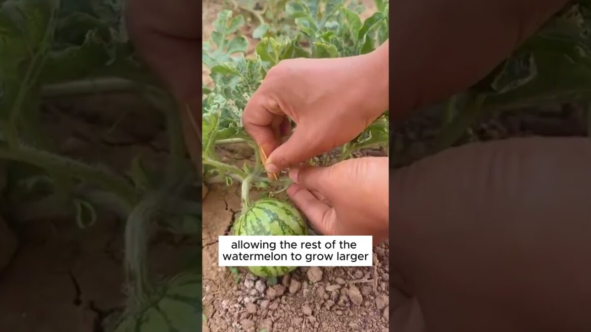 Tips to grow watermelon larger #shorts #plantingtips