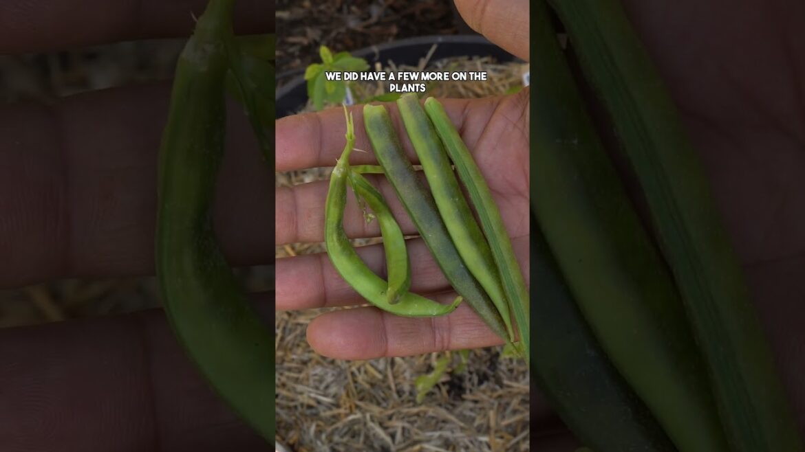 California Gardening: Growing and Harvesting Cluster Beans: Difficult to grow? Growing and Harvesting Cluster Beans: Difficult to grow?