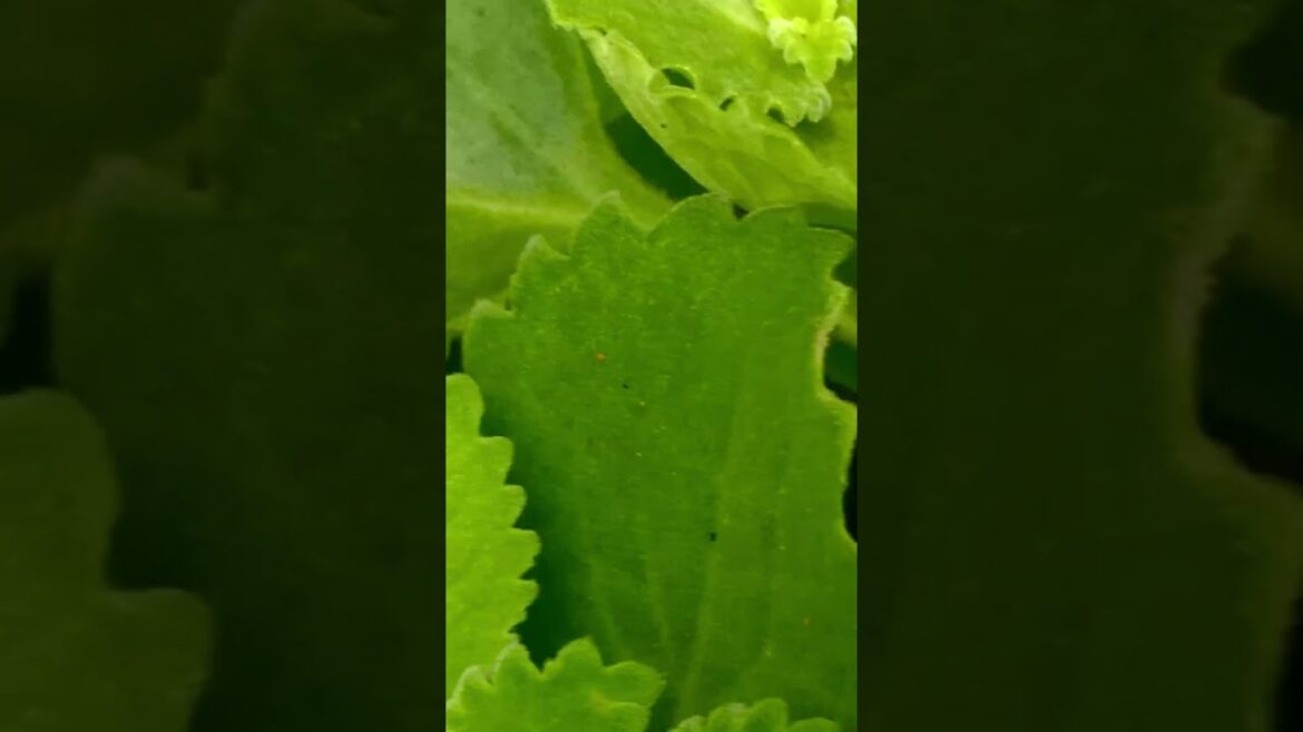 ដើមប្រមាត់ជ្រូក លាស់ល្អ #nature #garden #farming #plants #flowers #gardening #naturephotography