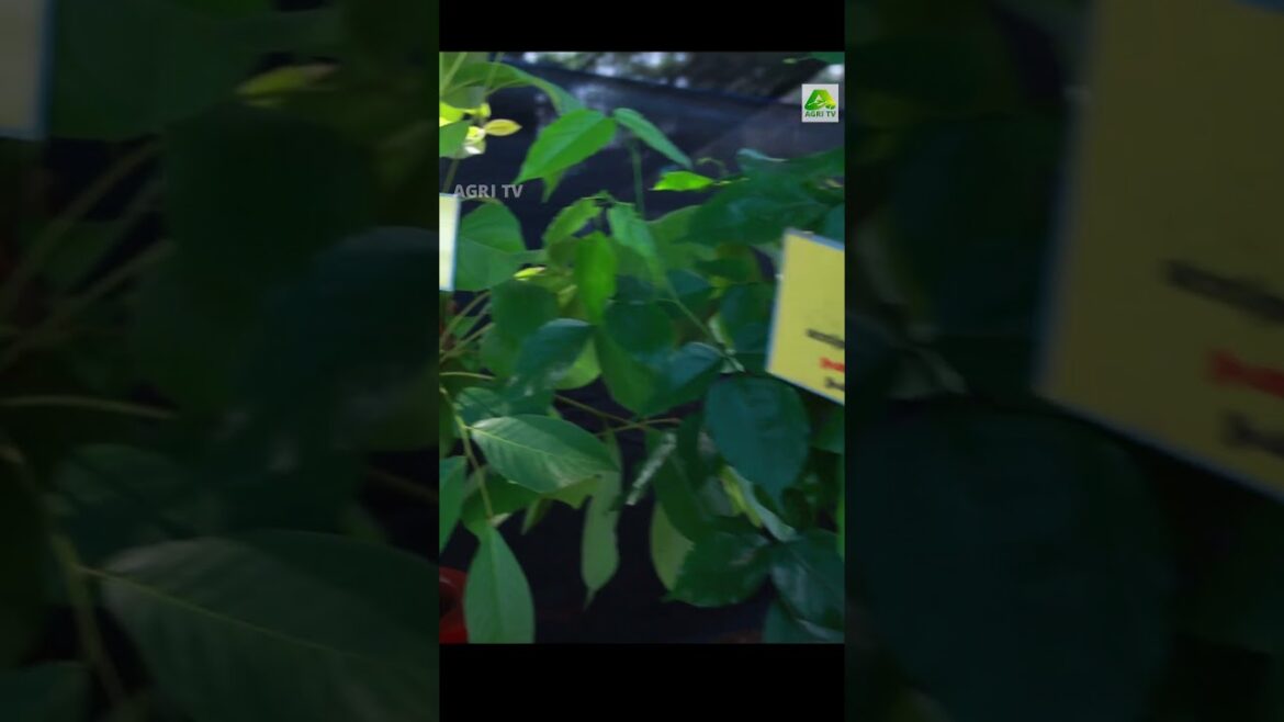 ഈ സസ്യങ്ങളെല്ലാം നിങ്ങൾ കണ്ടിട്ടുണ്ടോ! ഔഷധസസ്യങ്ങളുടെ വമ്പൻ കളക്ഷൻ തന്നെയുണ്ട് കൊച്ചിൻ ഫ്ലവർ ഷോയിൽ