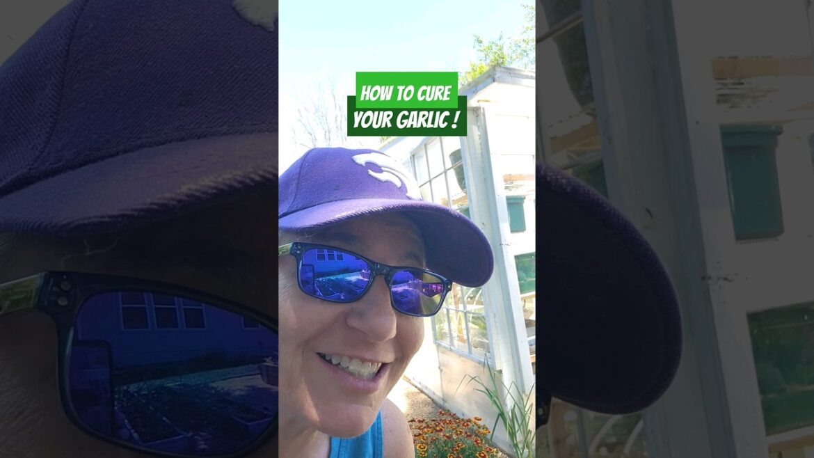 How To Cure Garlic #shorts #garden #shorts