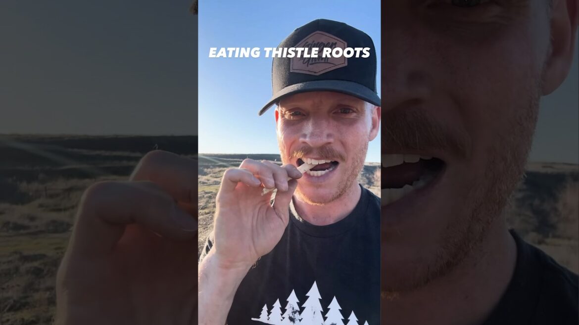 Tried this? #thistle #root #roots #foraging #country #interesting #didyouknow #edible #snack #snacks Tried this? #thistle #root #roots #foraging #country #interesting #didyouknow #edible #snack #snacks