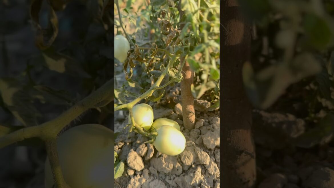 Organic Tomatoes🍅 #organic vegetable gardening 101 #shorts