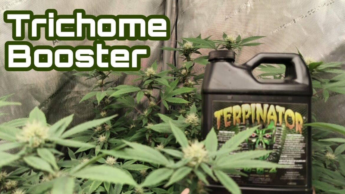 Terpinator Journey: Incredible and Effective Week 3 Experience | Master Gardener Tips