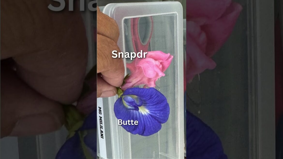 🌺Blooming on Your Plate: A Brief Dive into Edible Flowers