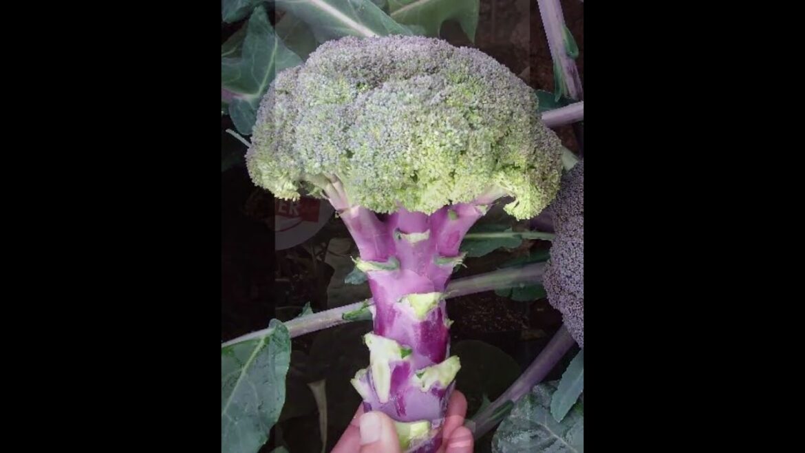 All-America Selections Flowers & Vegetables: Broccoli Purple Magic AAS Winner Broccoli Purple Magic AAS Winner