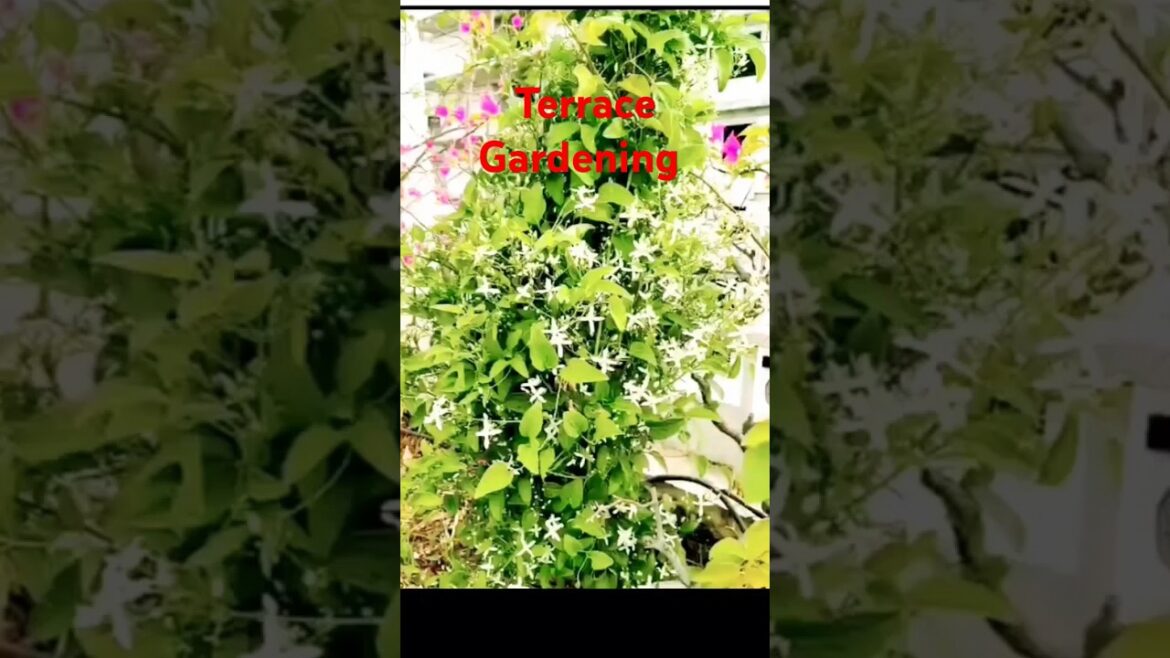 Terrace Gardening design #terracegardening #terracegarden #squarefootgarden #rooftop garden