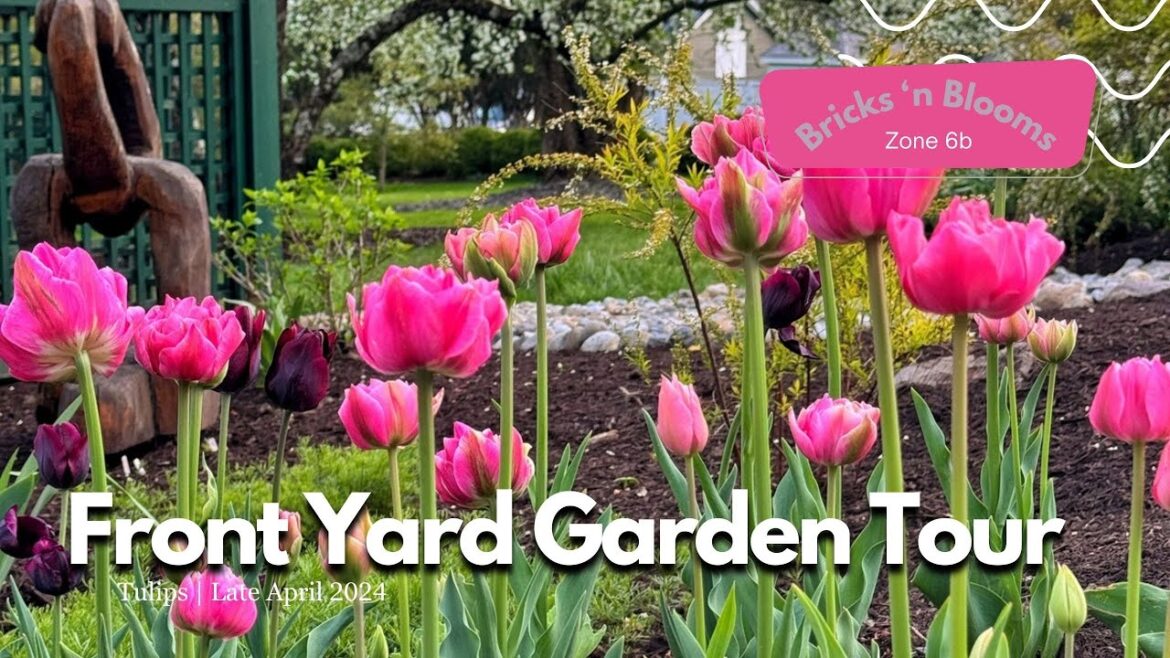 Front Yard Garden Tour (April 2024) 🌷 Tulips, Pansies, Flowering Trees, and More! Front Yard Garden Tour (April 2024) 🌷 Tulips, Pansies, Flowering Trees, and More!