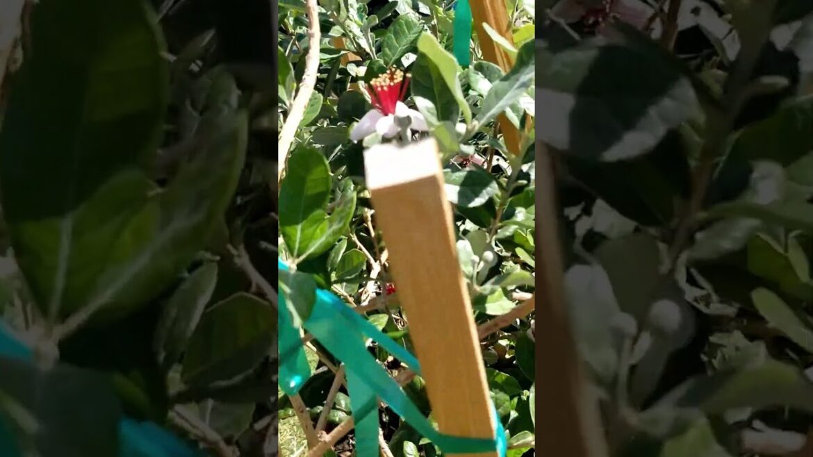 Pineapple Guava in Vegas? (Fejoa) #ediblegardening #ediblelandscape #garden #lasvegas #desertgarden Pineapple Guava in Vegas? (Fejoa) #ediblegardening #ediblelandscape #garden #lasvegas #desertgarden