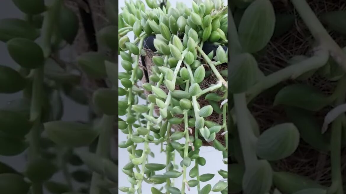 How to protect the plant? Gardening With Javed Iqbal