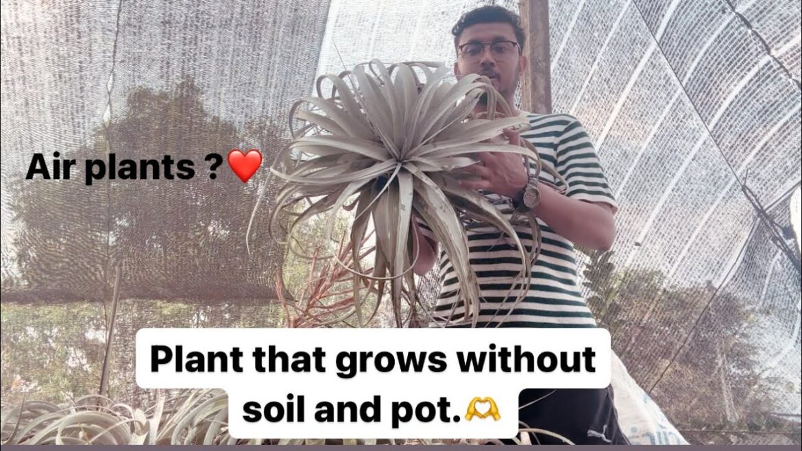 Air plants.Plants growing without soil and pot. #airplants #uniqueplants #gardener #gardening tips