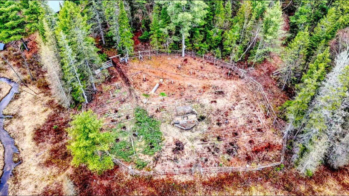 What is a Food Forest? What is a Food Forest?