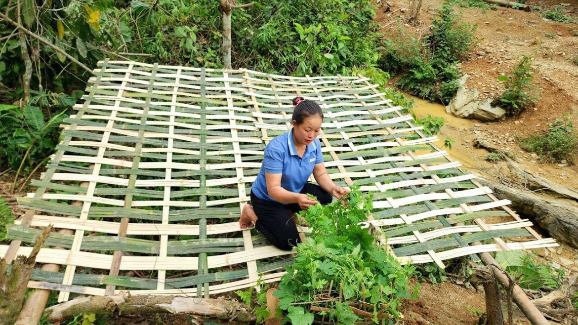Making bitter melon trellis, Vegetable gardening - Taking care of Chickens, Ducks, Pigs