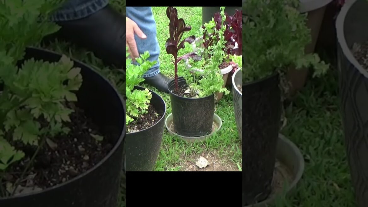 Container gardening gives you some control Container gardening gives you some control