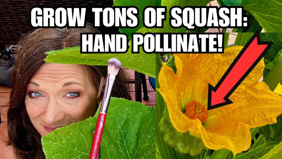 Grow TONS of Squash, Cucumbers & Melons: HAND POLLINATION Made Easy