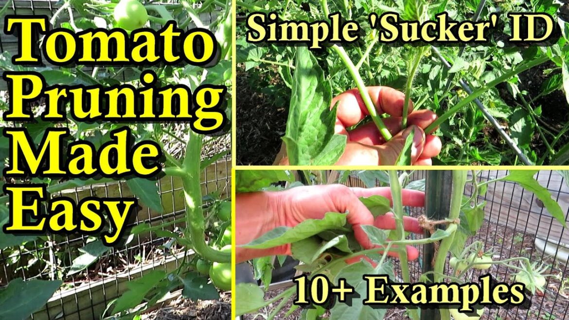 How to Prune and Stake Tomato Plants Made Easy & All You Need to Know to Identify Tomato 'Suckers"